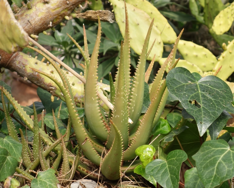 quelques Aloe dont je ne connais pas le nom Dsc06627