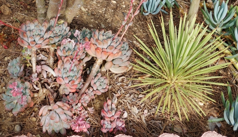 quelques Aloe dont je ne connais pas le nom Dsc06628