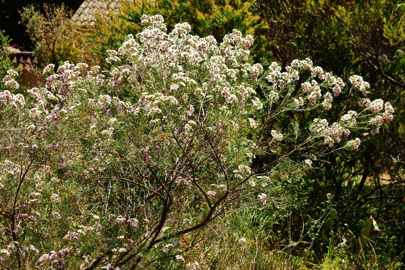 Chamelaucium uncinatum - fleur de cire - Page 2 Dsc06645