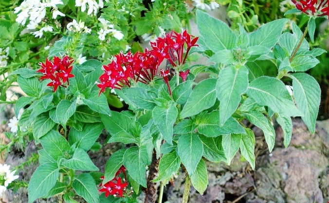 Pentas lanceolata - Identification plante aux fleurs rouges Dsc07415