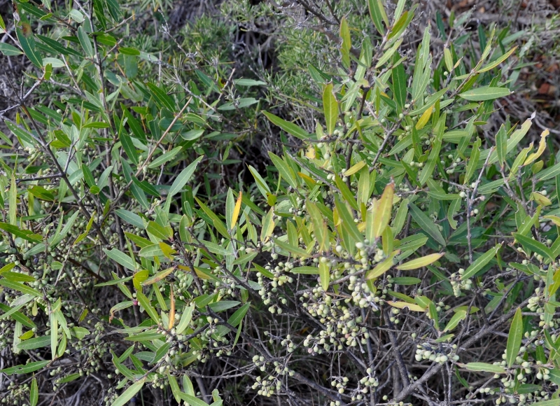 Phillyrea angustifolia - filaire à feuilles étroites Filair13