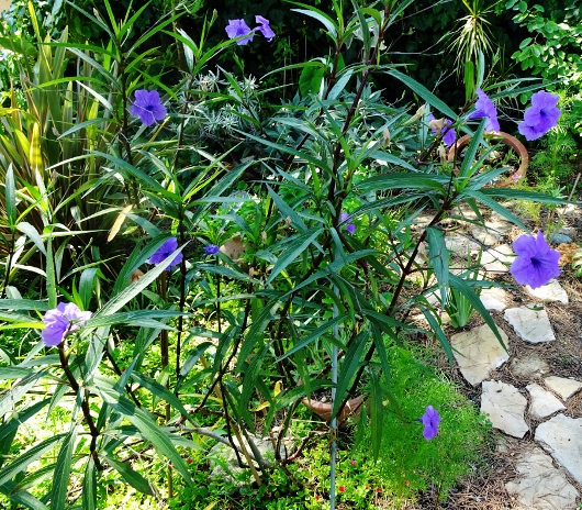 Ruellia simplex - Page 2 Fin_ao10