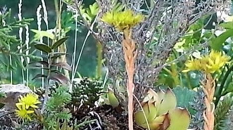 Petrosedum sediforme, P. ochroleucum, P. rupestre [différenciation] Flore_12