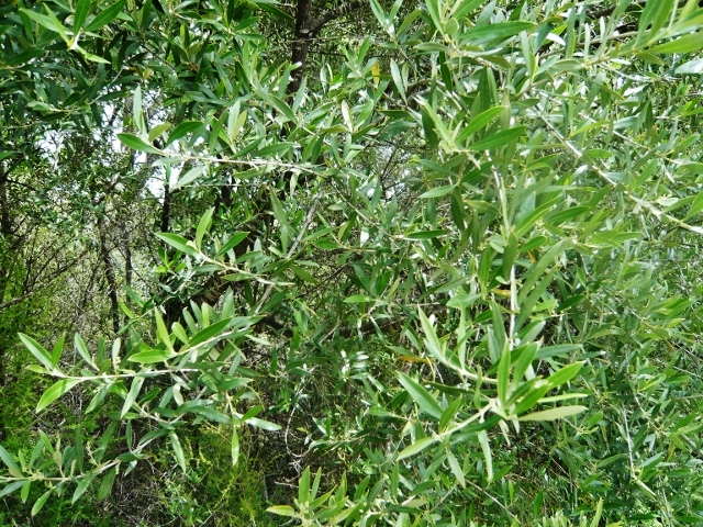 Phillyrea angustifolia - filaire à feuilles étroites Flore_19