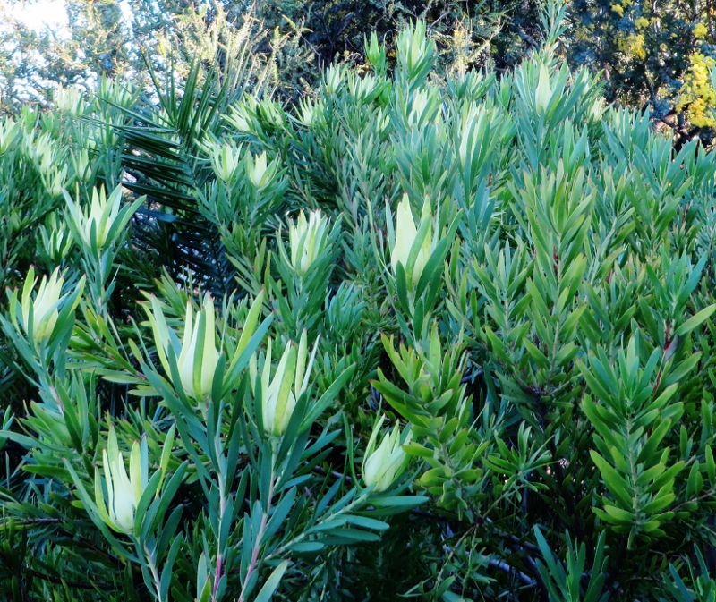 Leucadendron laureolum x salignum Fzote_10