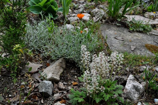 Tiarella et Heucherella Heuche10