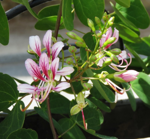 Bauhinia yunnanensis - Page 5 Img_5510