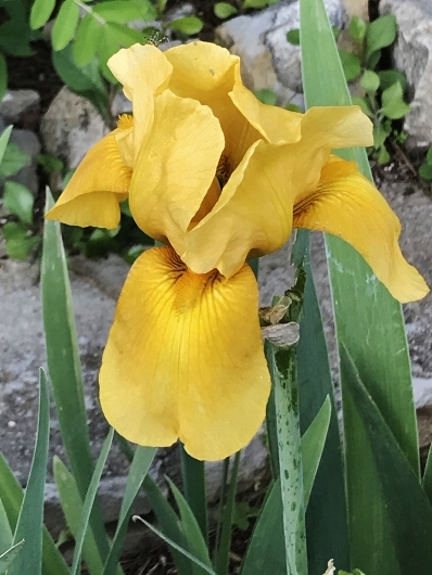 Iris 'Royal Sovereign' [identification] Iris jaune foncé (Claire n°1)  Img_5514