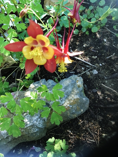 ancolies - Aquilegia - les ancolies - Page 6 Img_5515