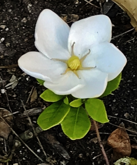 Gardenia jasminoides 'Kleim's Hardy' - Page 3 Img_5813