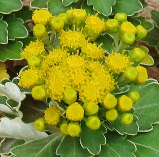 Ajania pacifica - chrysanthème du Pacifique Img_7613