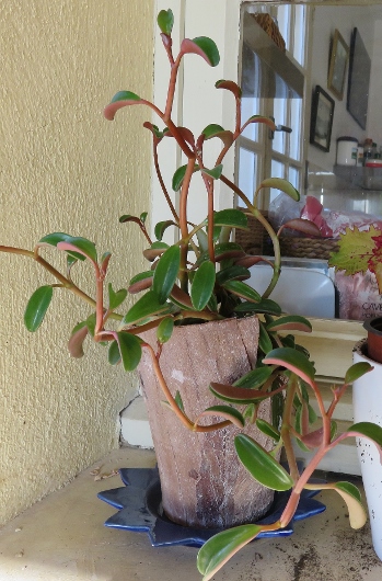 Peperomia graveolens Img_7812