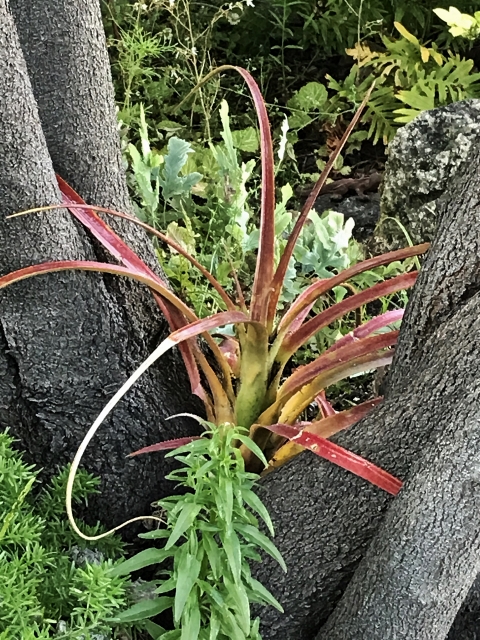 Aechmea recurvata - Page 8 Img_9721