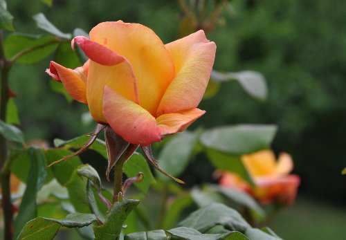 tous ces rosiers que l'on aime - floraisons 2012- 2020 - Page 7 Juin_215
