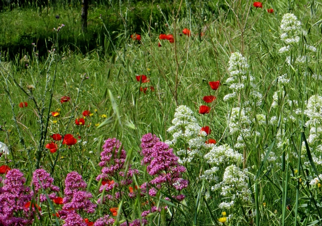 Centranthus ruber - valériane / centranthe rouge Mai_2014