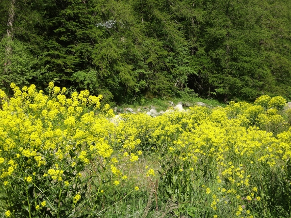 Balade en devinettes dans la Vallée des merveilles - Page 3 Moutar10