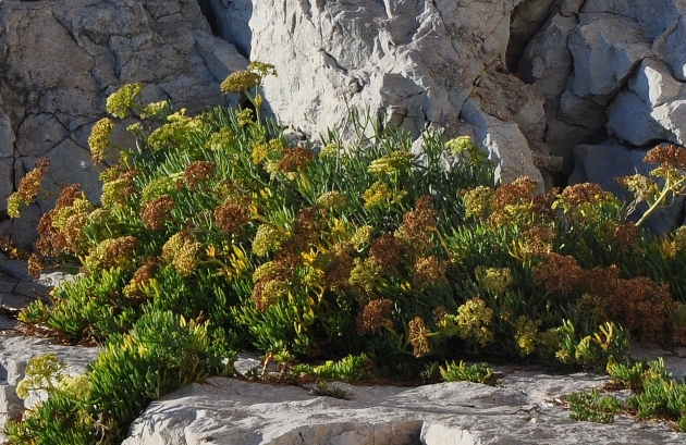 Crithmum maritimum - criste marine Octobr15