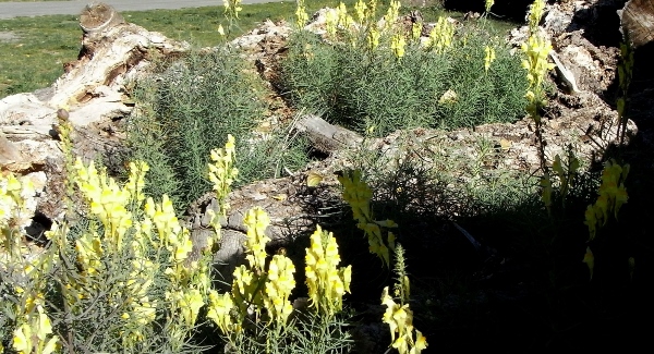 Linaria vulgaris - linaire commune Septem11