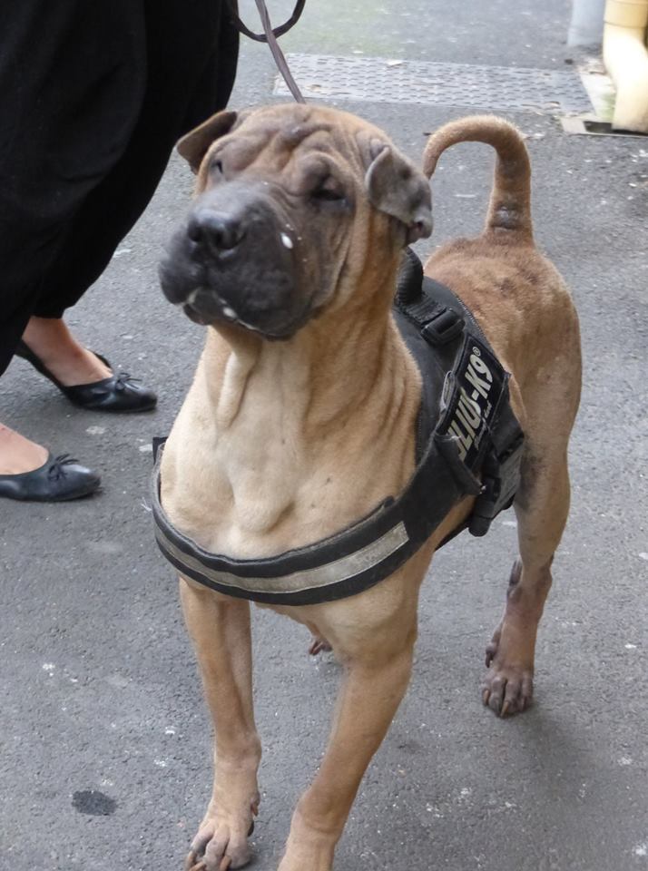 Rocky 3 an (34 ) Association Jamais Sans mon Chien 48329410