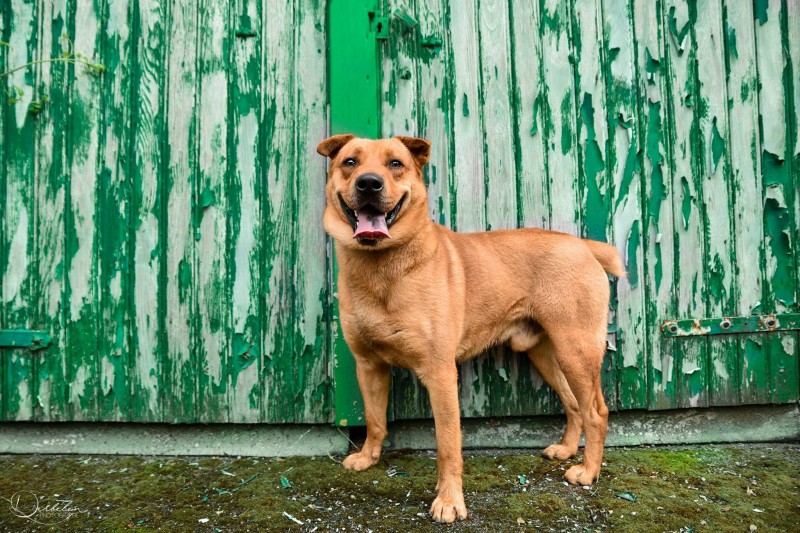 Djul xsharpei / Berger Australien 2ans 8 mois (54) SOS Animaux de Moineville  Djul1010