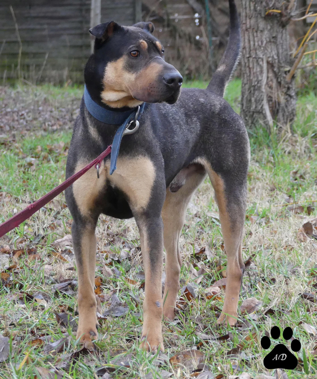 Jumper xsharpei 5 ans ( 26 ) ASPA Refuge Saint Roch  Image-10