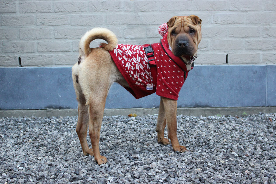 Nala 3 ans Help Animals Refuge Anderlecht