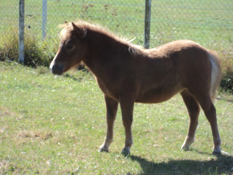 recherche nombreux chevaux et poneys!!  Dsc04312