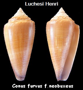 Conus (Calibanus) furvus neobuxeus   da Motta, 1991 Conus_10