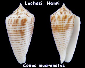 Conus (Phasmoconus) mucronatus  Reeve, 1843 Conus_12