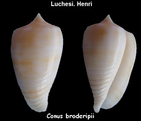 Conus (Phasmoconus) zandbergeni   Filmer & Moolenbeek, 2010 Conus_16
