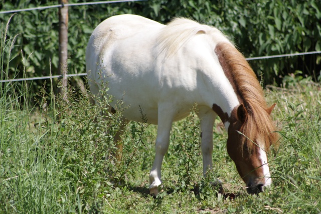 confie ponette type shet petite taille, 6 ans, pie alezane aux yeux bleus Img_6910