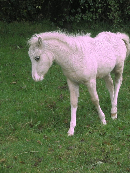 Cannelle - pouliche ONC palomino 20070913