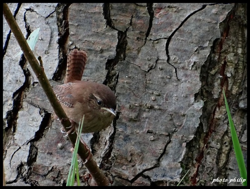 Le troglodyte mignon Dsc00017