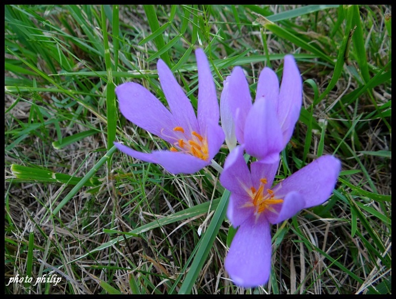 Colchiques dans les prés Dsc00022