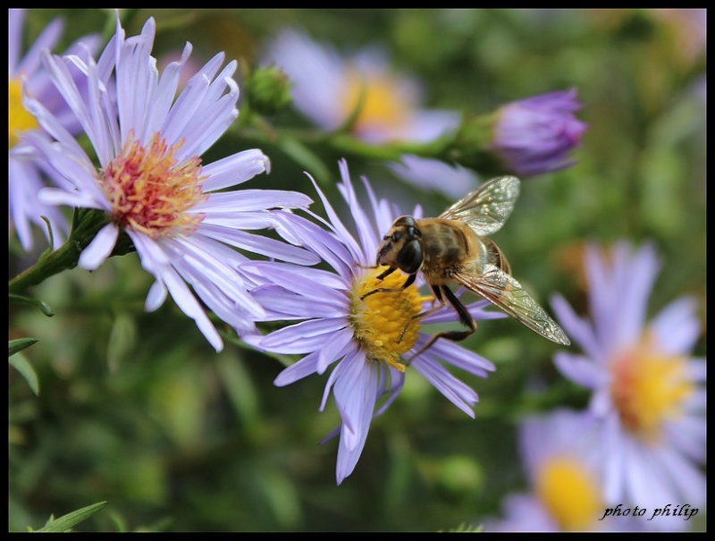 L’abeille en France Img_0011