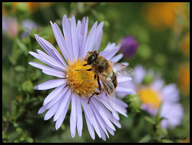 L’abeille en France Img_0013