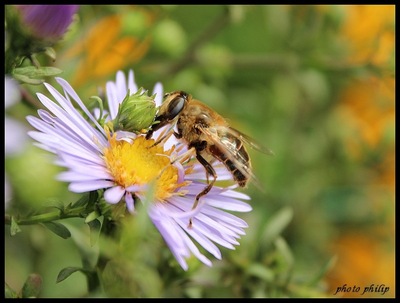 L’abeille en France Img_0014