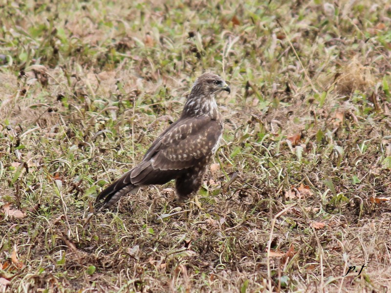 Les rapaces de France Img_0325