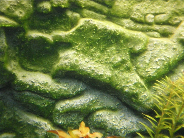 duvet d'algues vertes (ça progresse... snif, page2) Imgp1314