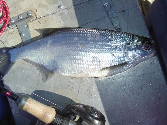 Gros poisson argenté qui vole... au lac des Deux-Montagnes Dsc00010