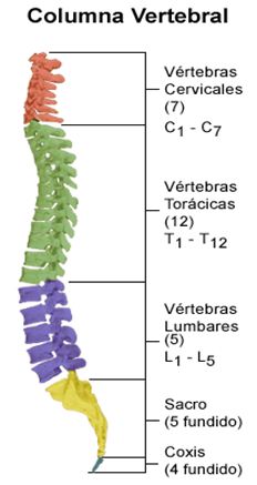 Definición Lesión Medular Dfnm10