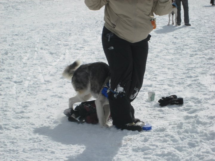 Mesa Cortina Trail snow shoeing and some dog races 210