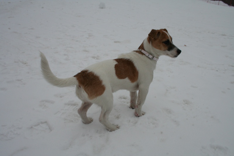 La prima neve di Jackie Img_8711