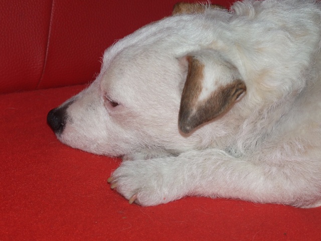 abricot jack russell 5 ans Annive11