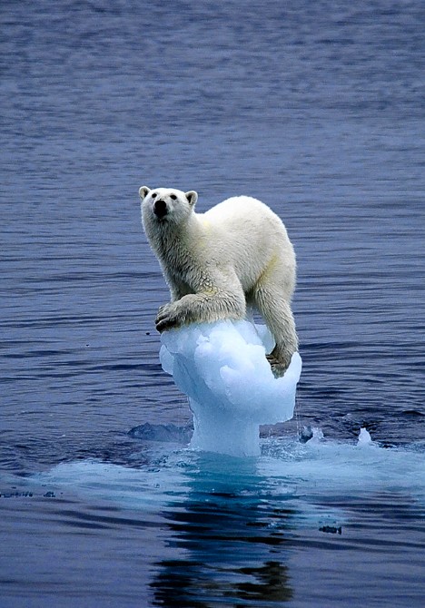 Global Warming Causes Iceber10