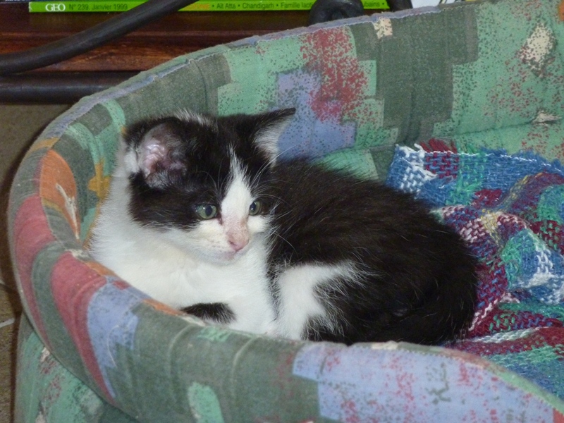 Pépita (chaton femelle noire et blanche) 64543010
