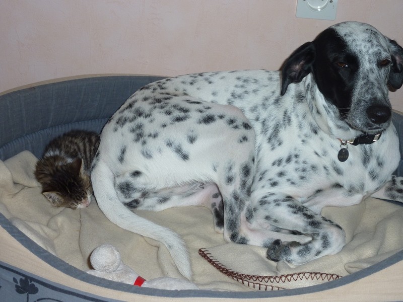 Elfie (chienne croisée Dalmatien)Réservée 70533310