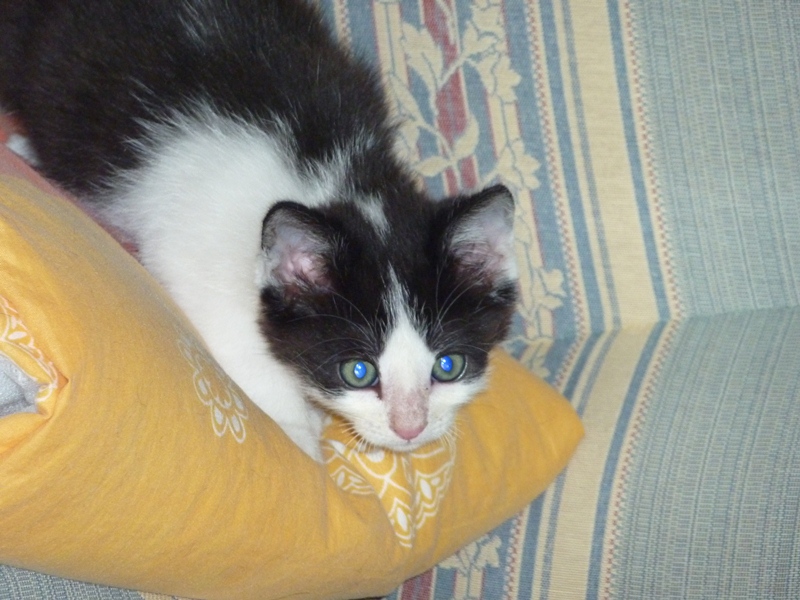 Pépita (chaton femelle noire et blanche) 81037610