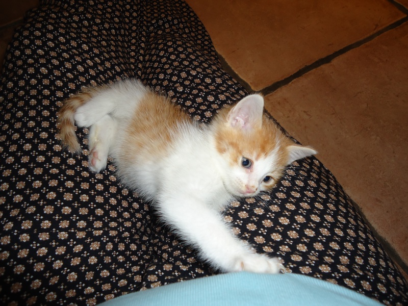LOUSTIC (chaton mâle roux et blanc) Chats_10
