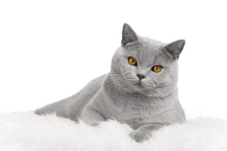 Le Chartreux Les Races De Chats Nimo